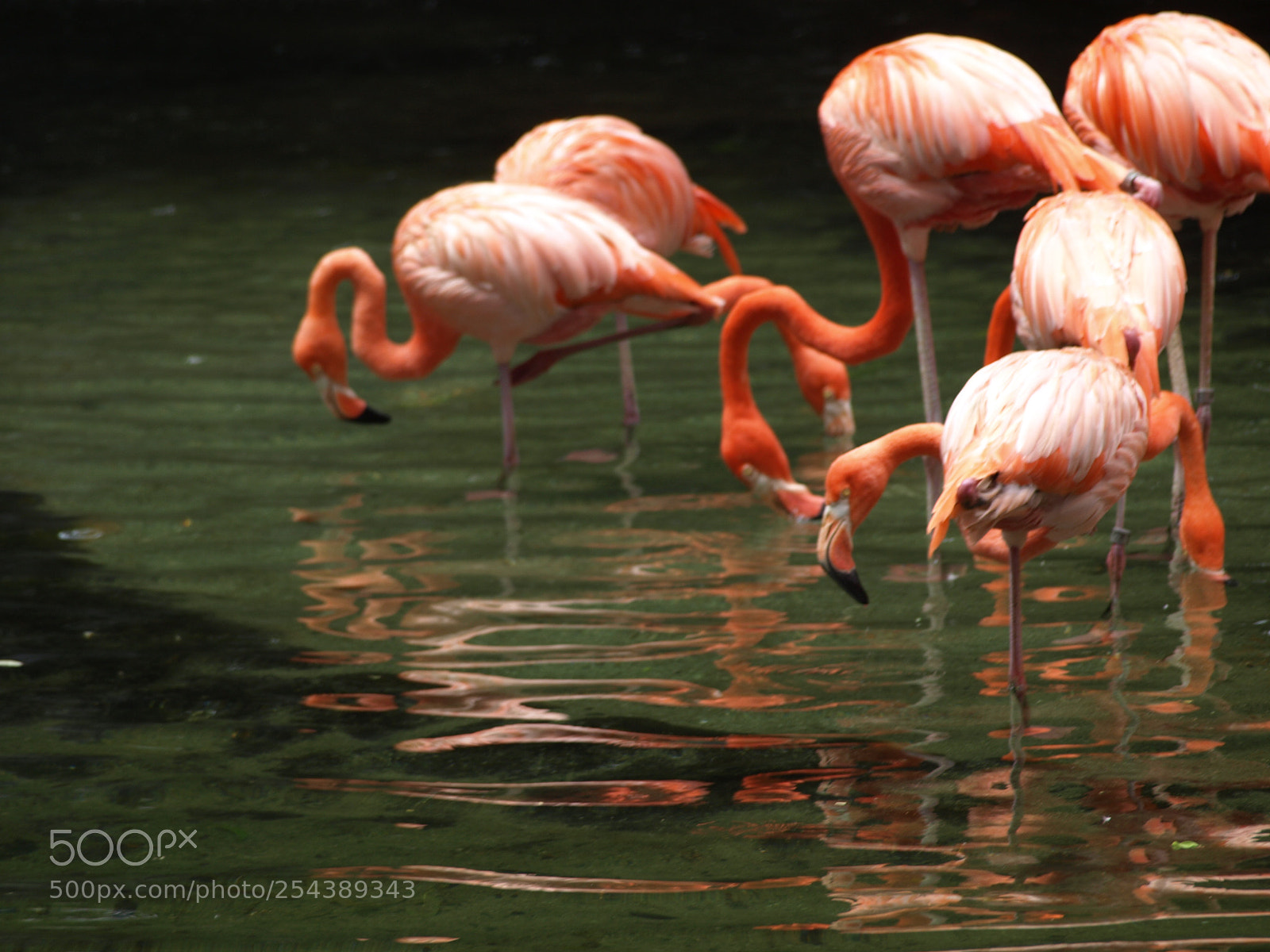 Olympus E-510 (EVOLT E-510) sample photo. Flamingos photography