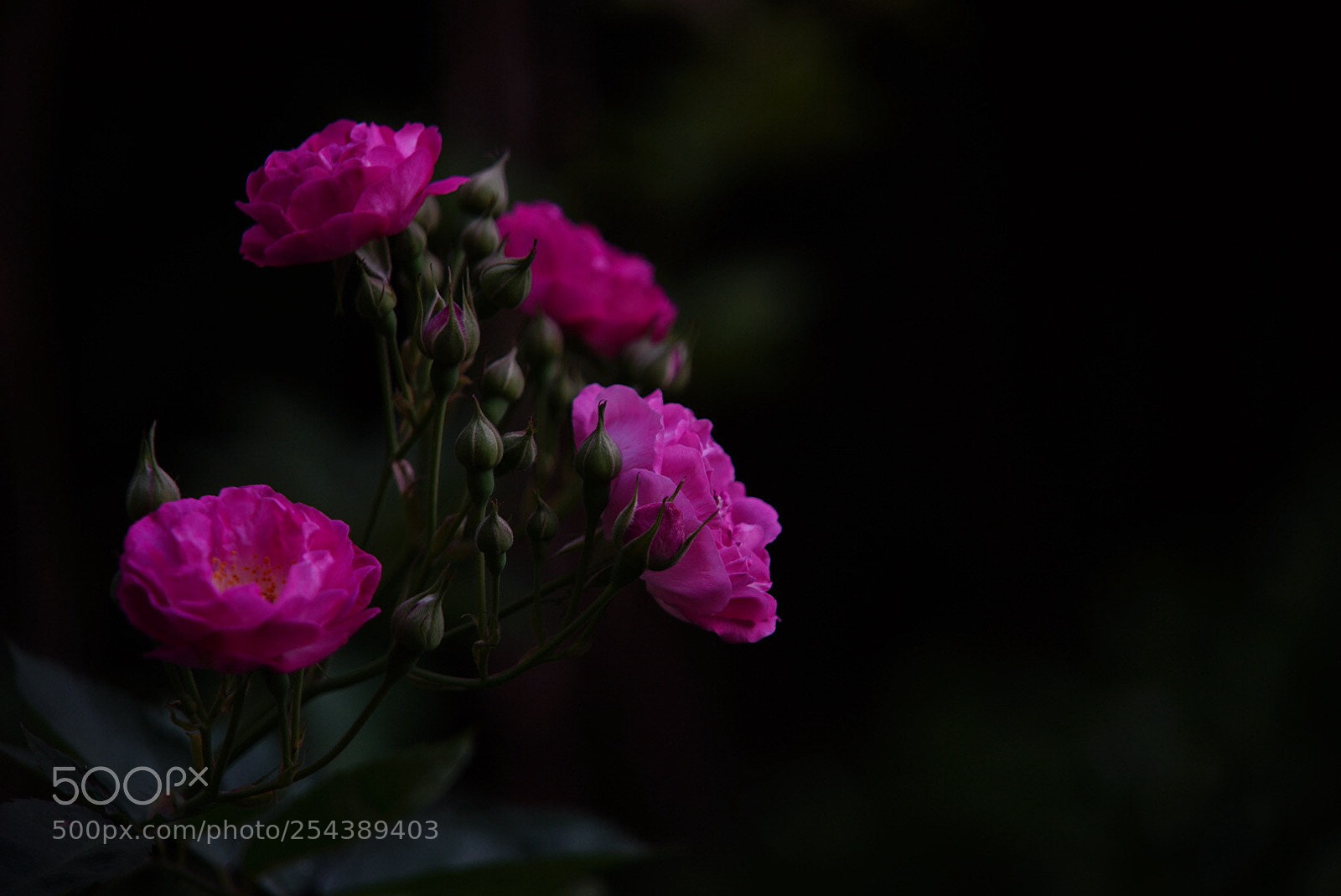Sony a7 II sample photo. Untitled photography