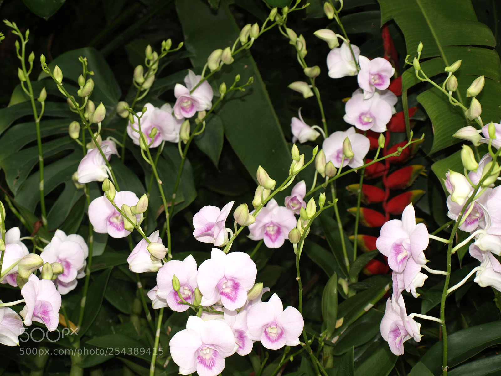 Olympus E-510 (EVOLT E-510) sample photo. Orchids in bloom photography