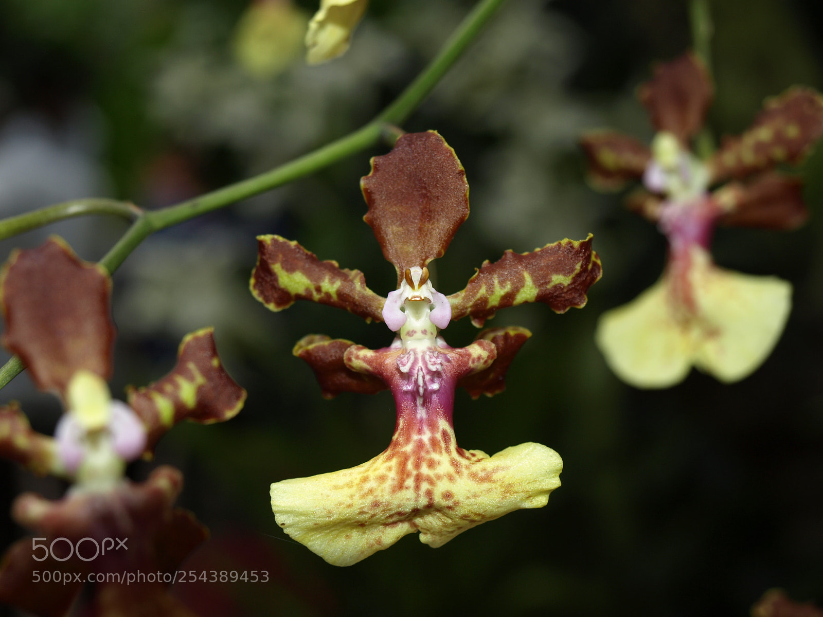 Olympus E-510 (EVOLT E-510) sample photo. Yellow orchid photography