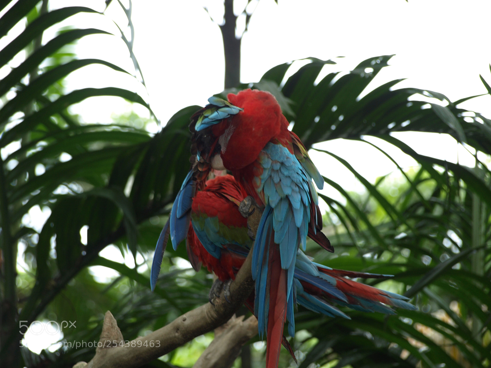 Olympus E-510 (EVOLT E-510) sample photo. Lovebirds photography