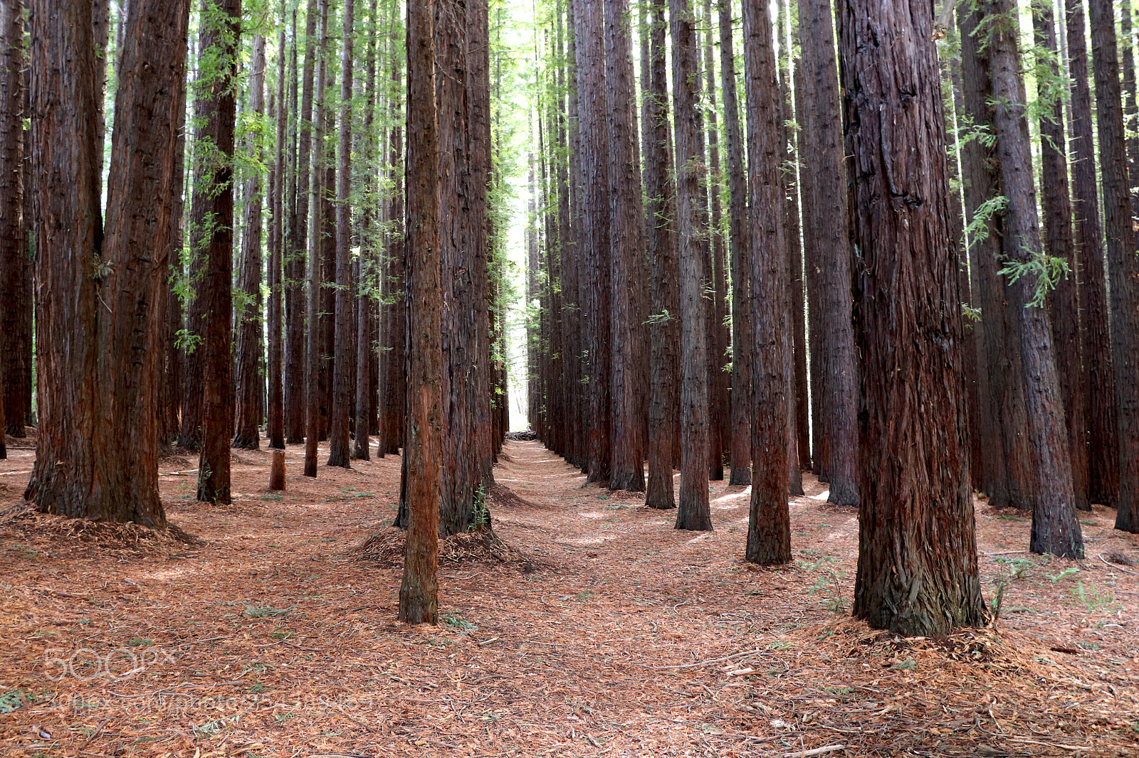 Canon EOS 80D sample photo. Californian redwood forest avenue photography