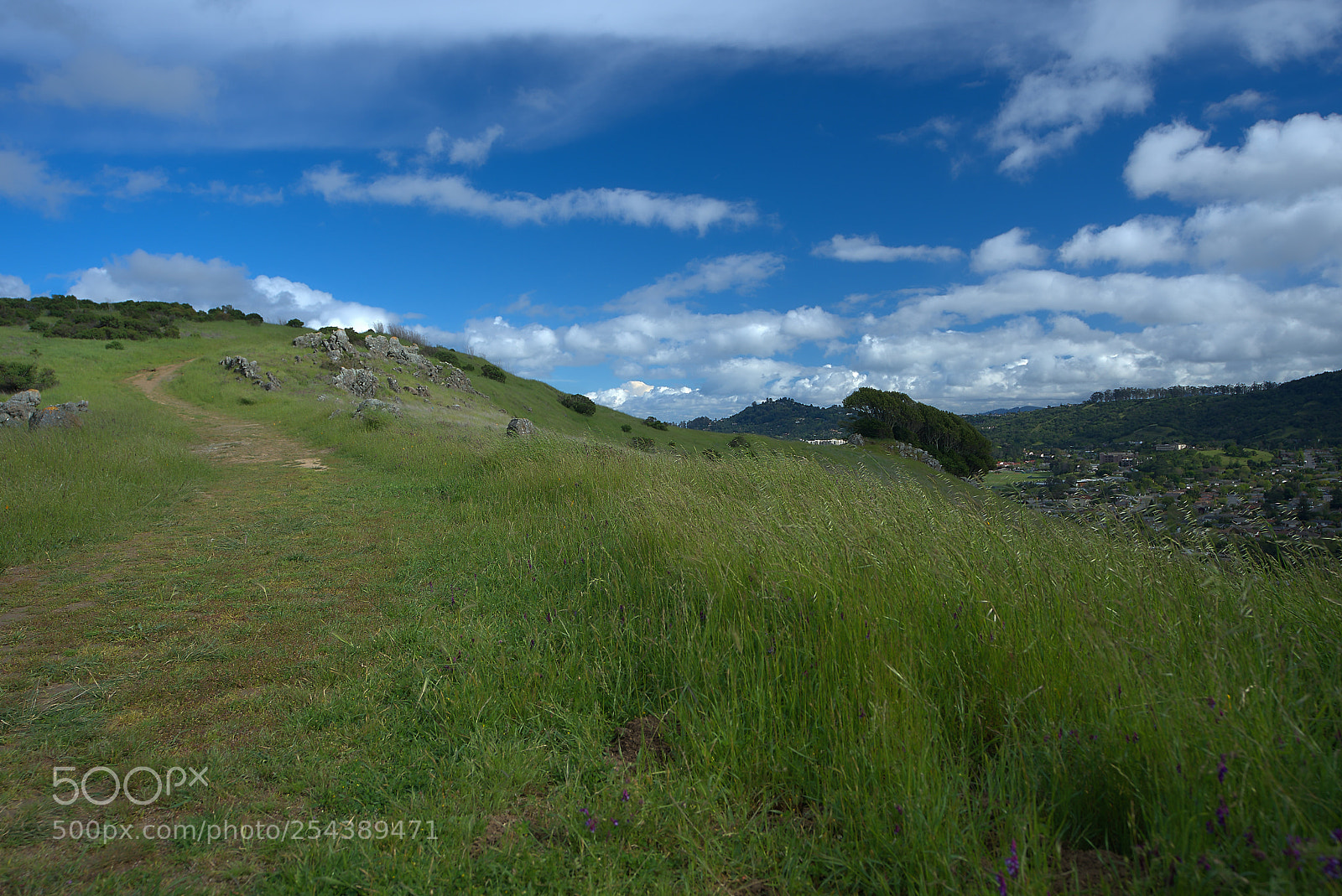 Sony a7 III sample photo. Grass transition photography