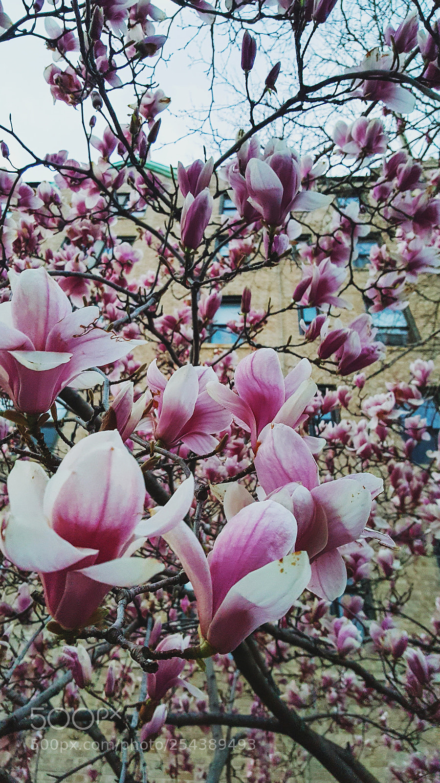 Samsung Galaxy Note5 sample photo. Spring in bloom photography
