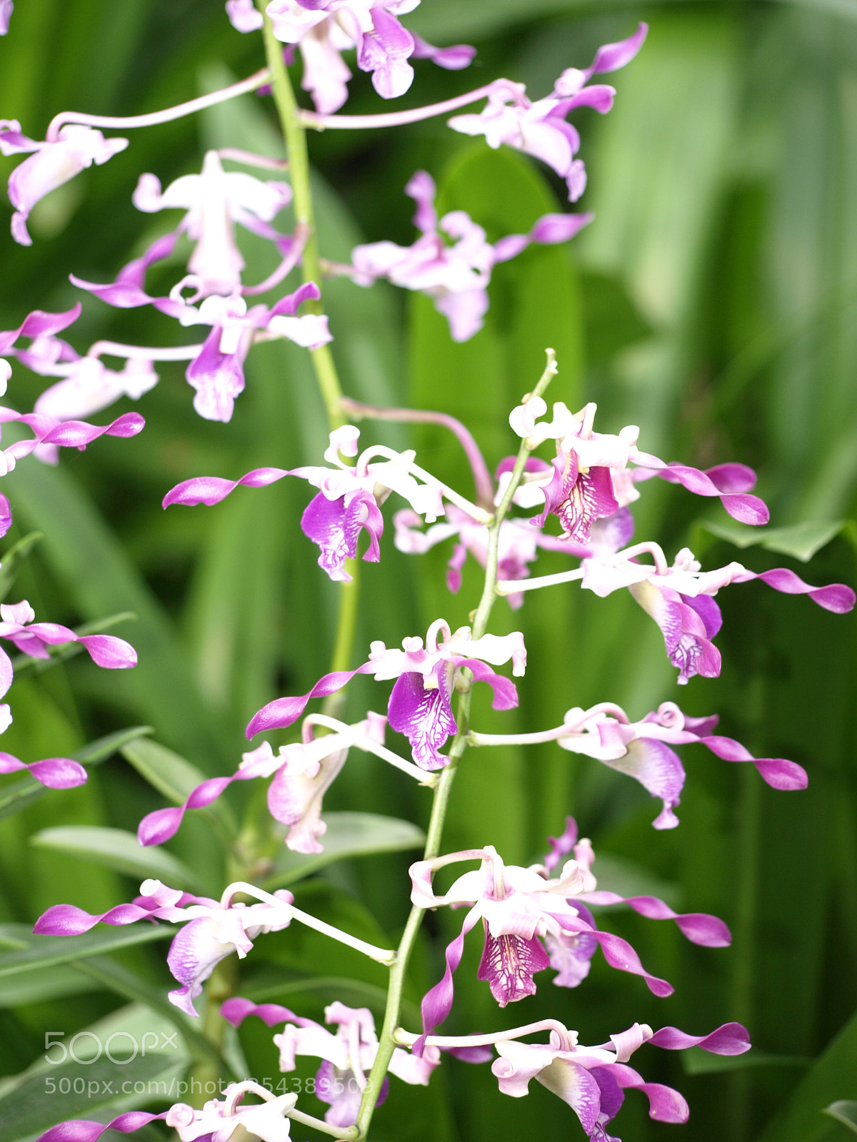 Olympus E-510 (EVOLT E-510) sample photo. Pink orchids photography