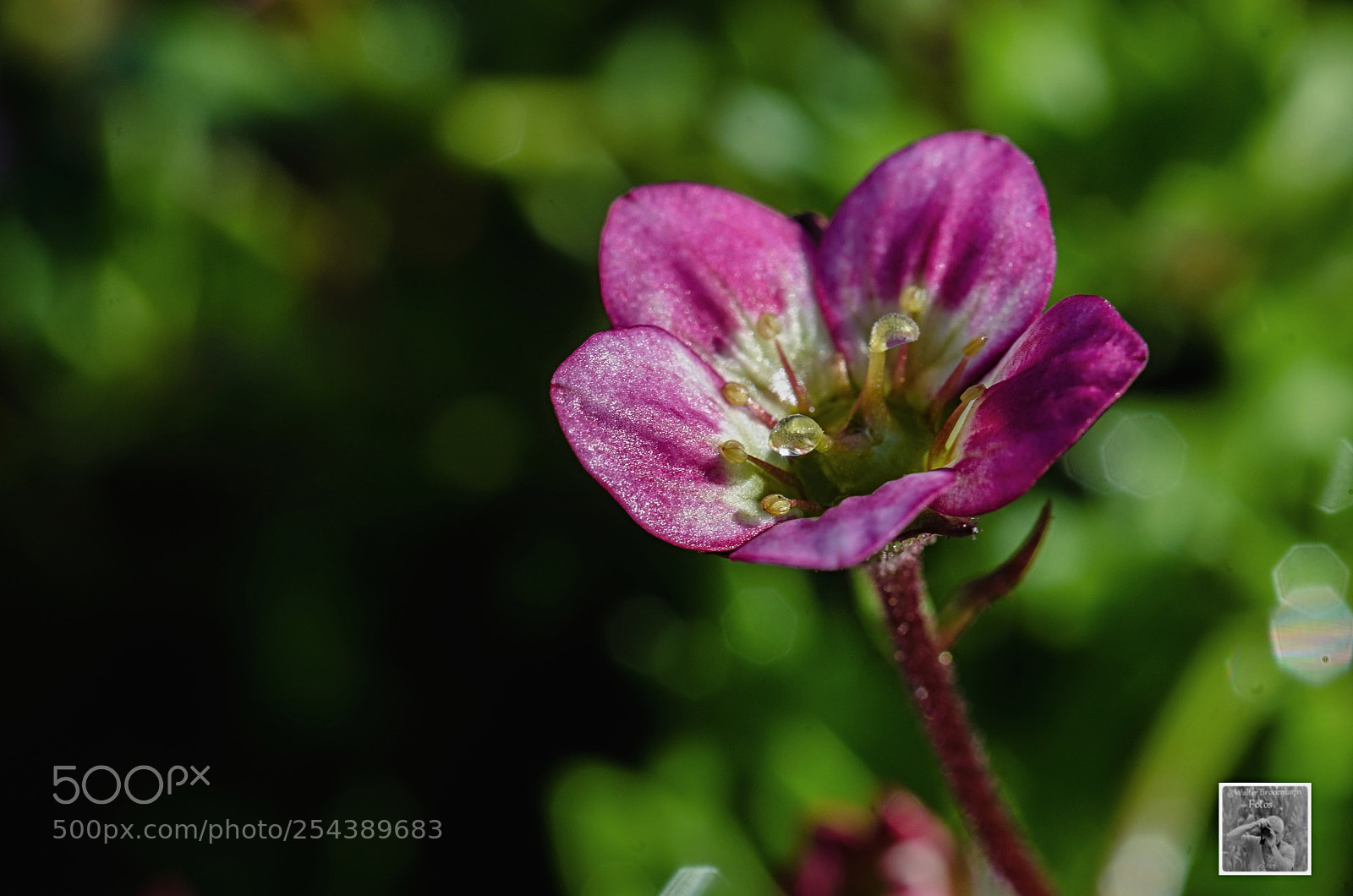 Nikon D7000 sample photo. Tamron 60mm 2.0 macro photography