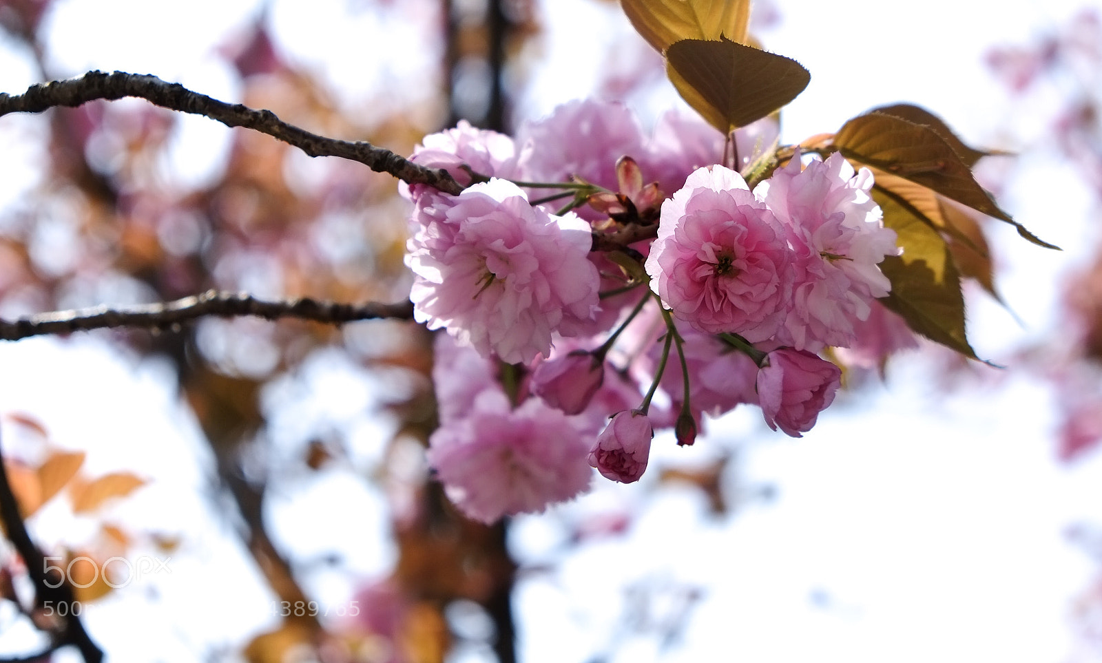 Fujifilm X-E1 sample photo. Prunus flower photography