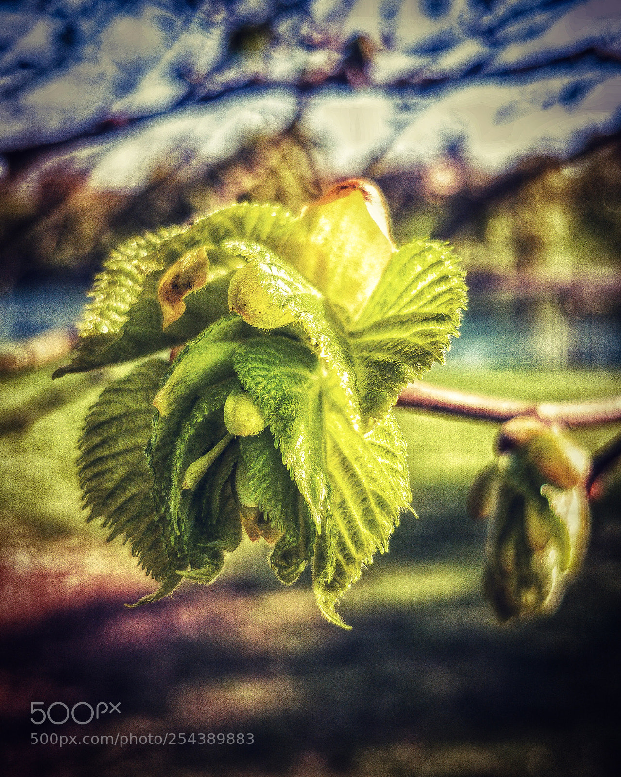 OnePlus 5 sample photo. Spring leaf...! photography