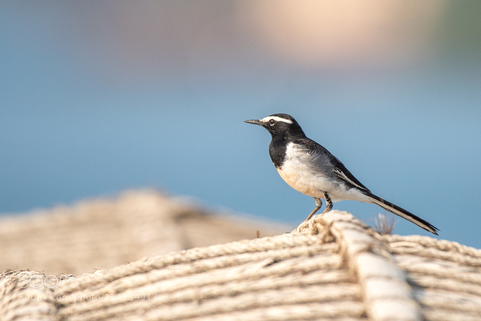 Nikon D750 sample photo. White-browed wagtail photography