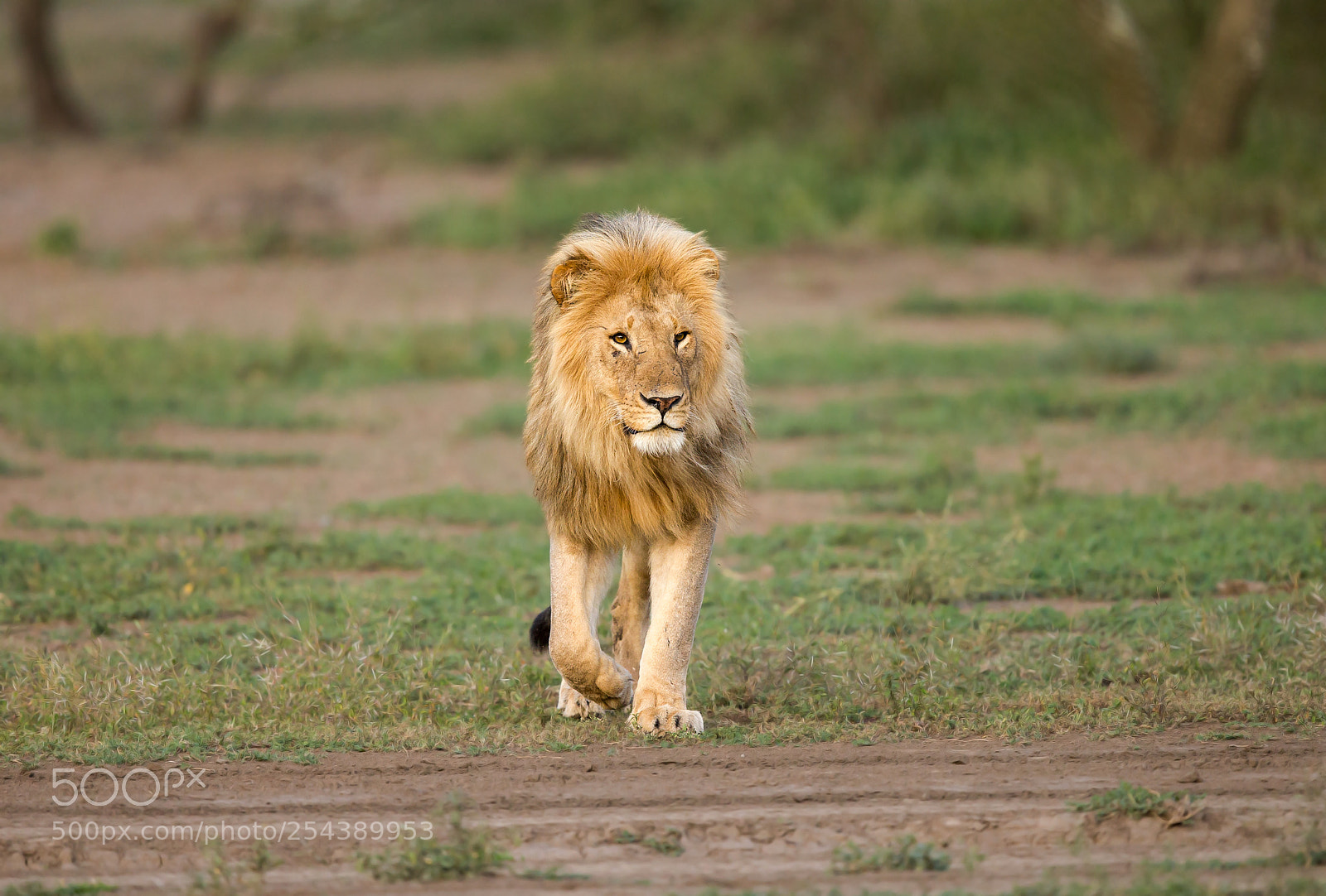 Canon EOS-1D X sample photo. I am the king. photography