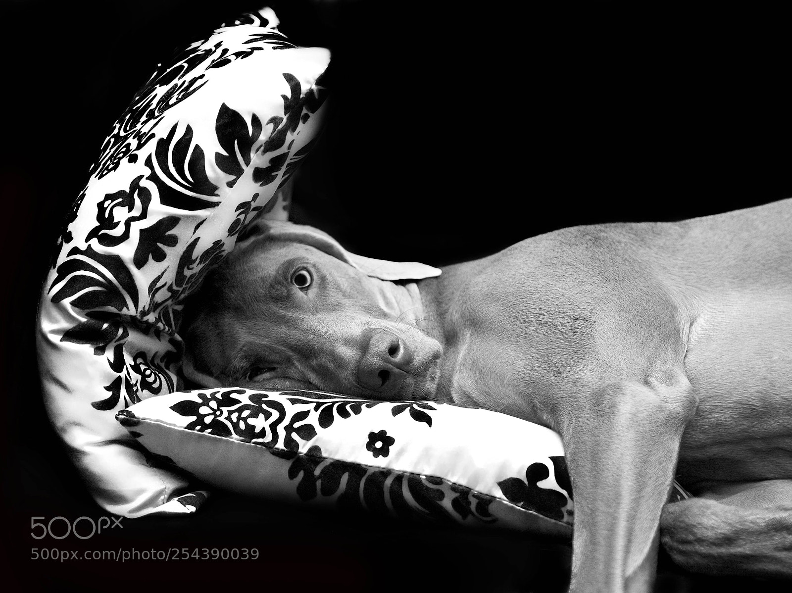 Canon EOS 5D sample photo. Resting photography
