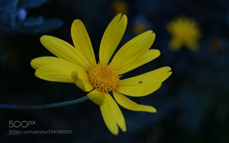 Samsung NX30 sample photo. ... photography