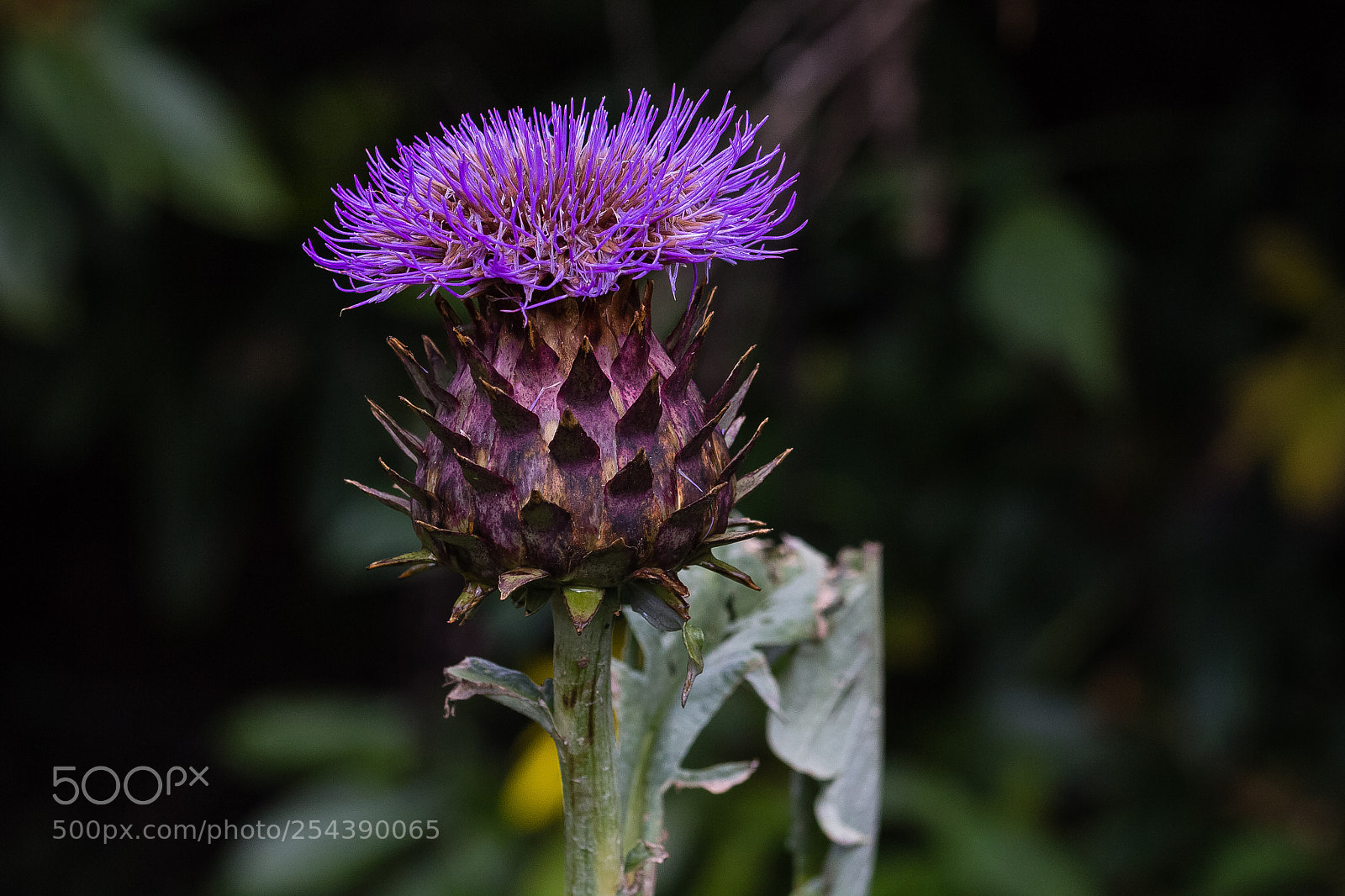 Canon EOS 60D sample photo. Cynara cadunculus photography