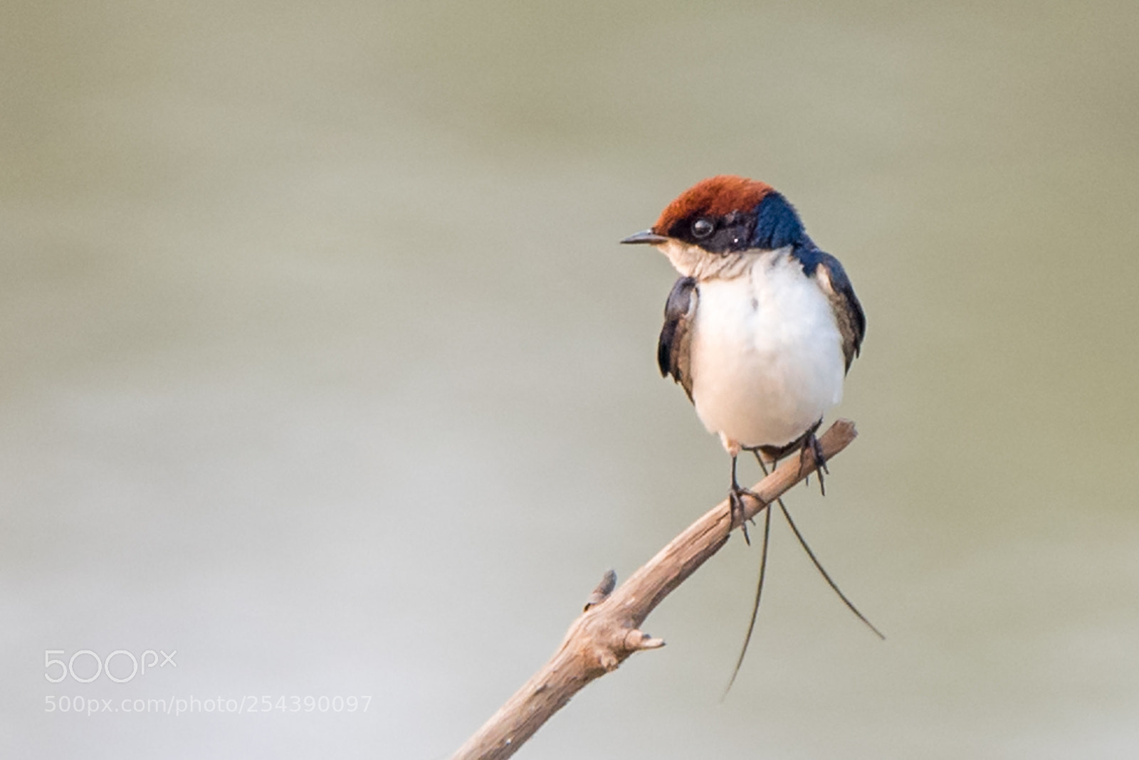 Nikon D750 sample photo. Wire-tailed swallow photography