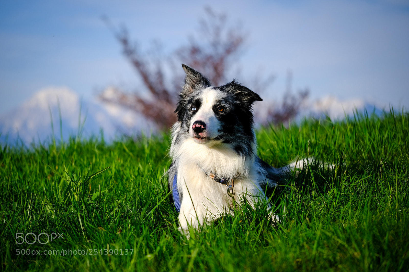 Fujifilm X-T20 sample photo. Border collie in spring photography