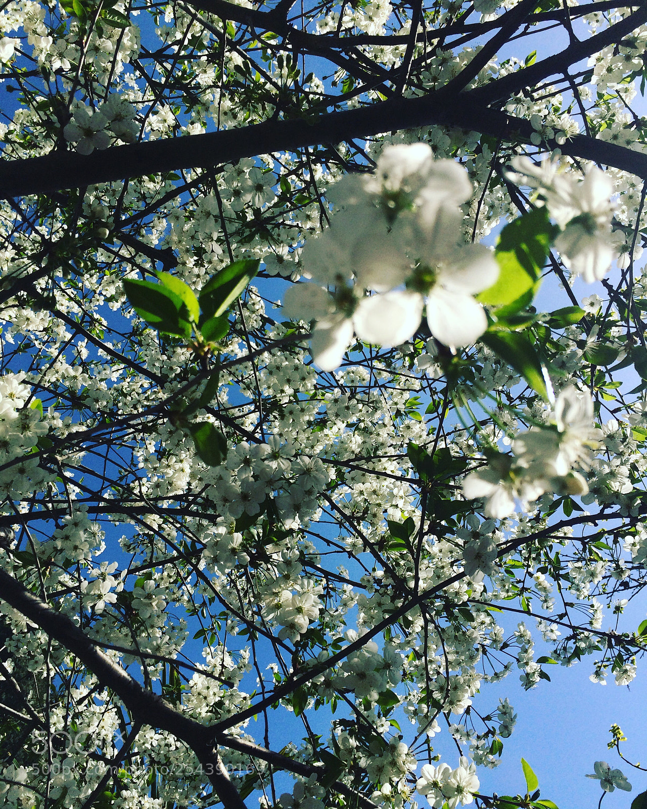 Apple iPhone 5s sample photo. Untitled photography