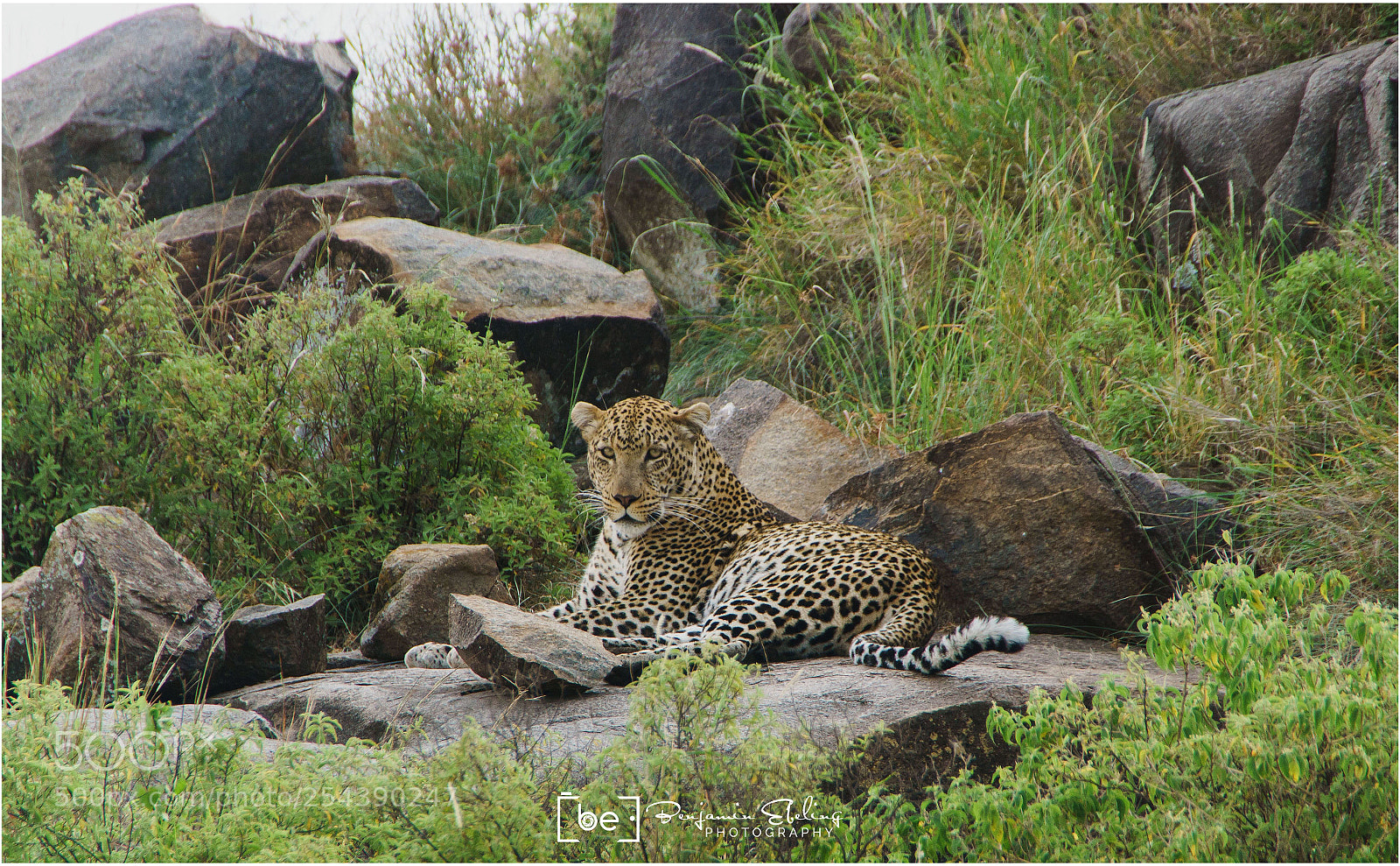 Sony ILCA-77M2 sample photo. Leopard / serengeti photography