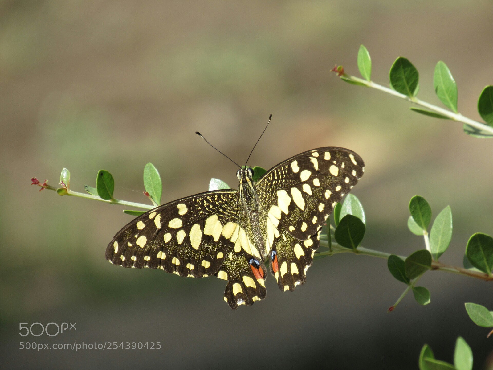 Canon PowerShot SX530 HS sample photo. Lime butterflies photography
