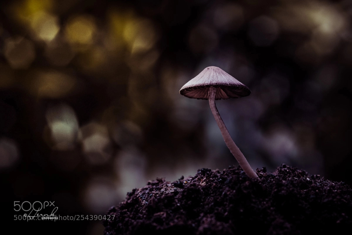 Fujifilm X-T1 sample photo. Umbrella photography