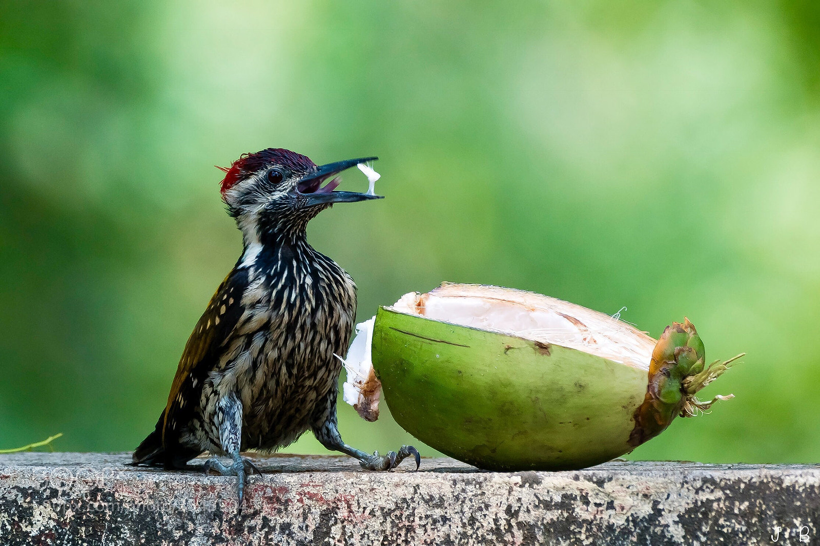 Nikon D500 sample photo. Enjoying sweetness of coconut photography