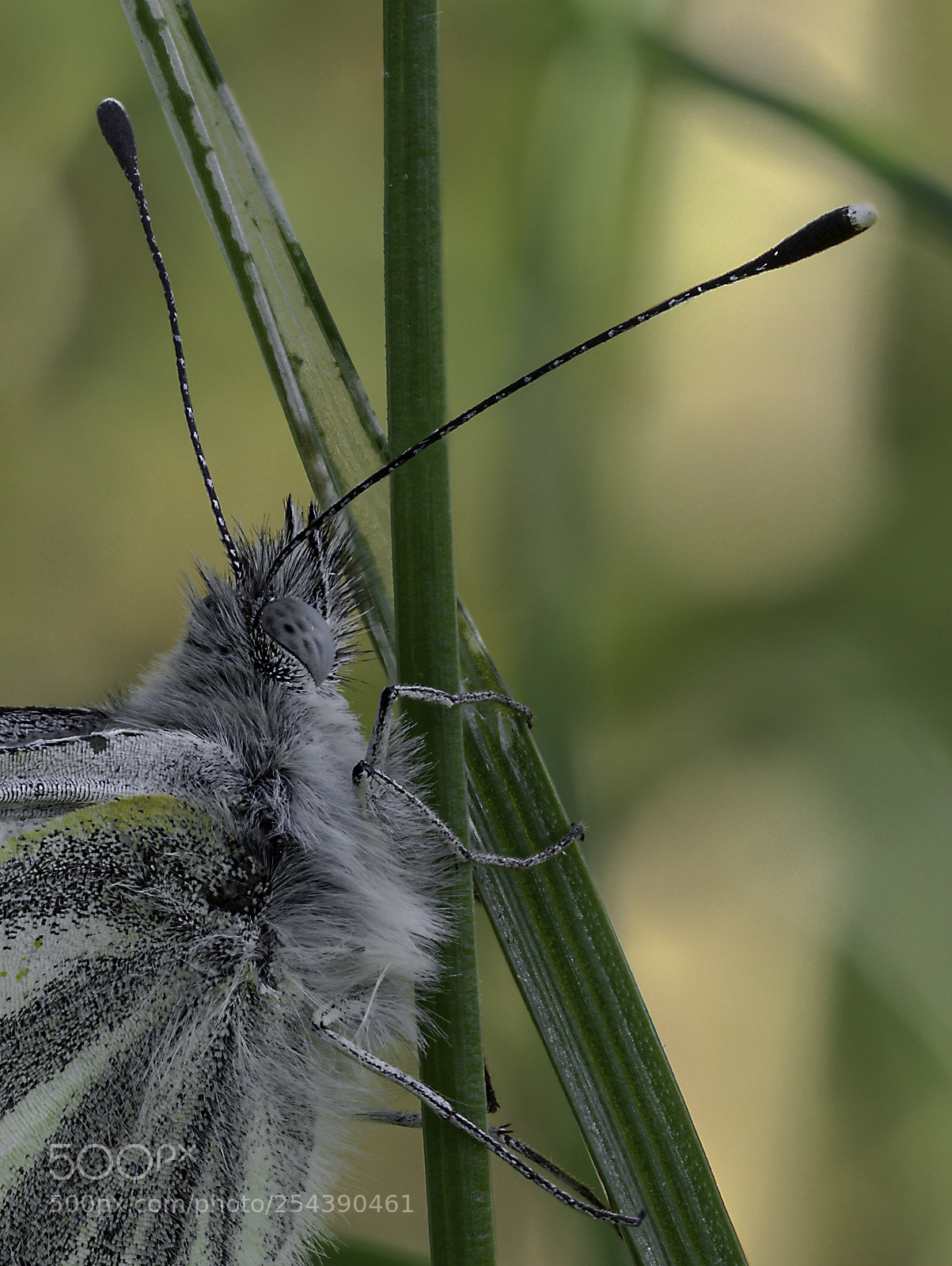Olympus OM-D E-M1 Mark II sample photo. Pieris napi photography