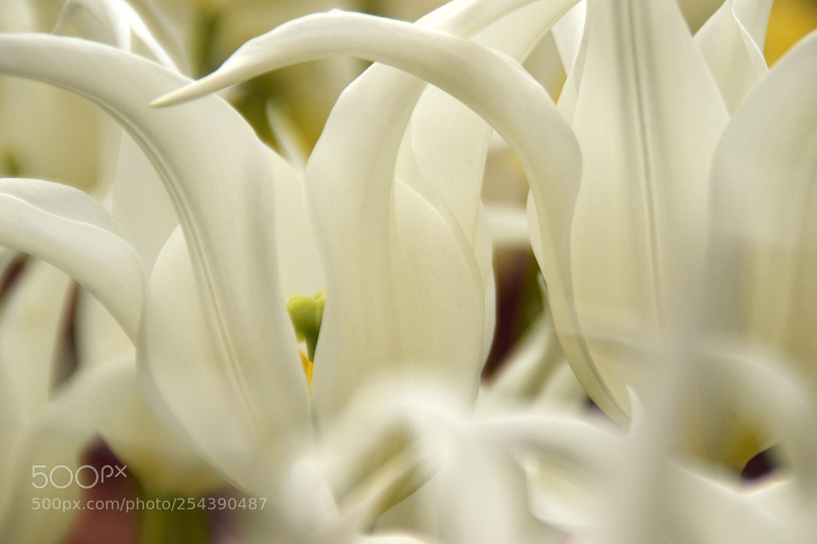Nikon D3300 sample photo. White tulips photography