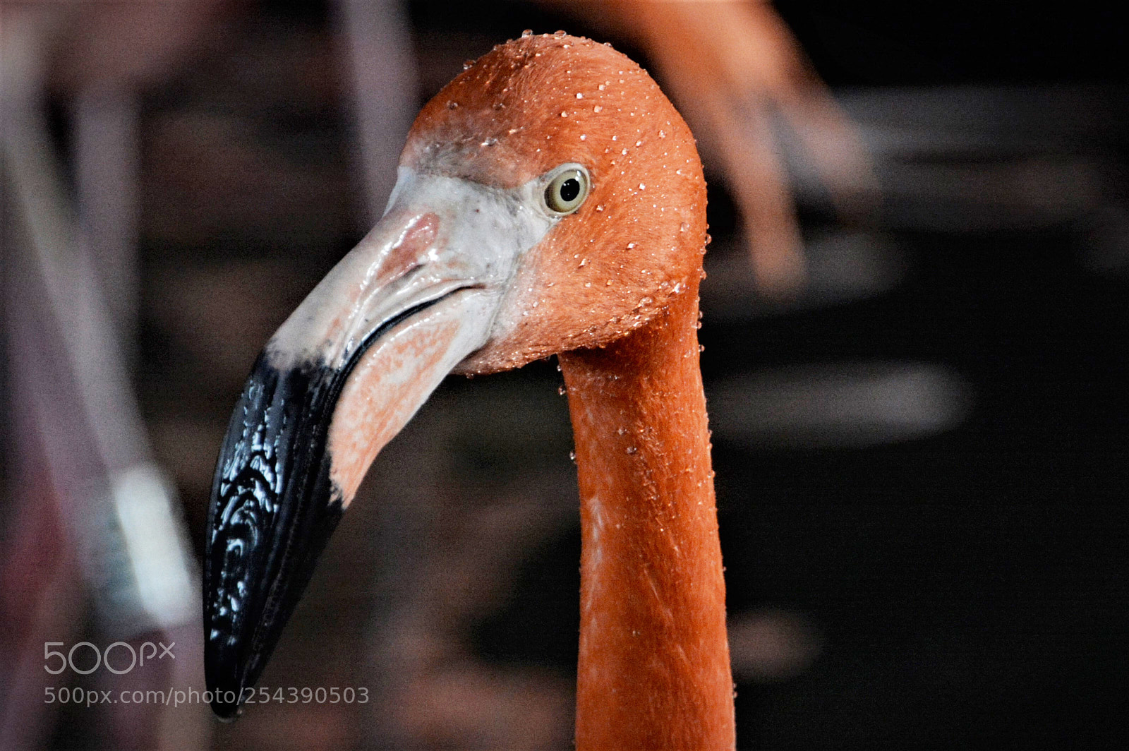 Nikon D7100 sample photo. Flamingos photography