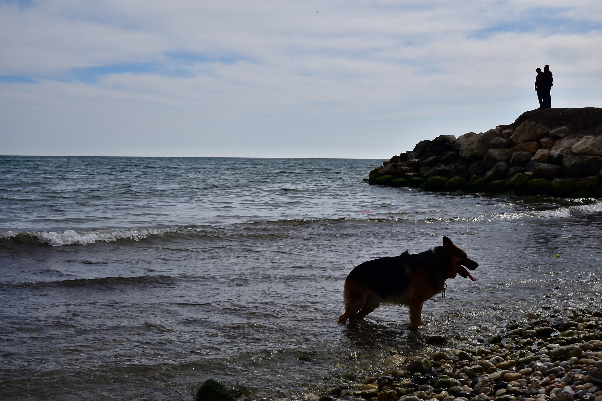 Nikon D5600 sample photo. Dog,men,sea photography