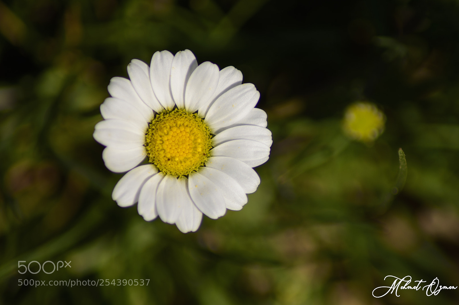 Nikon D7200 sample photo. Papatya photography