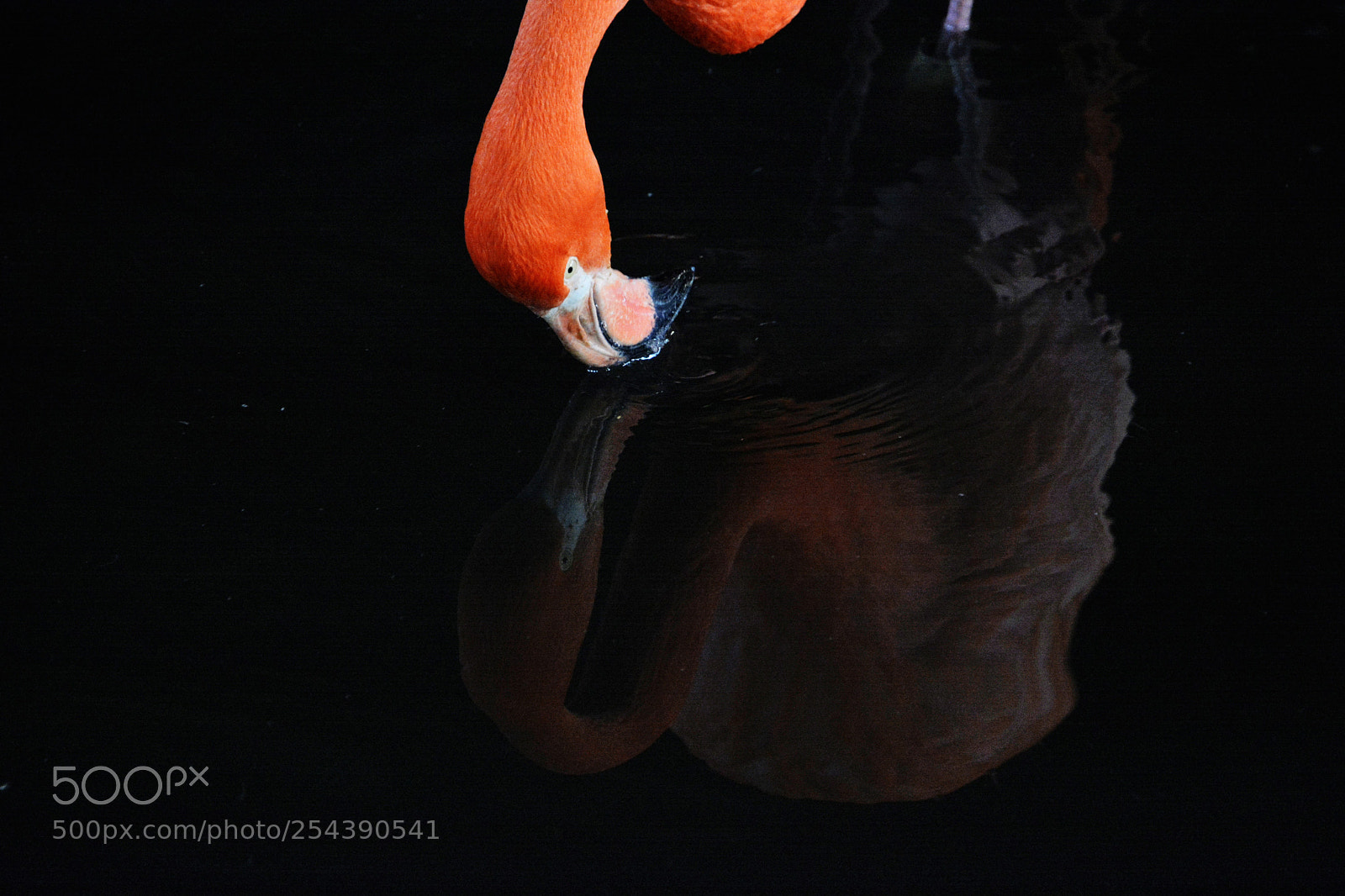 Nikon D7100 sample photo. Flamingos photography