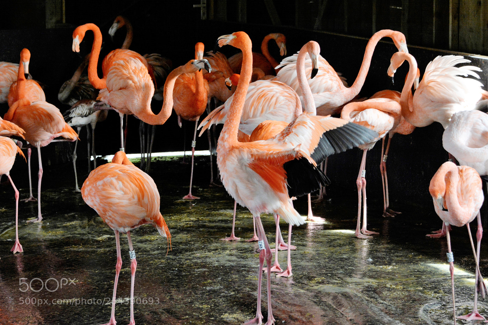 Nikon D7100 sample photo. Flamingos photography