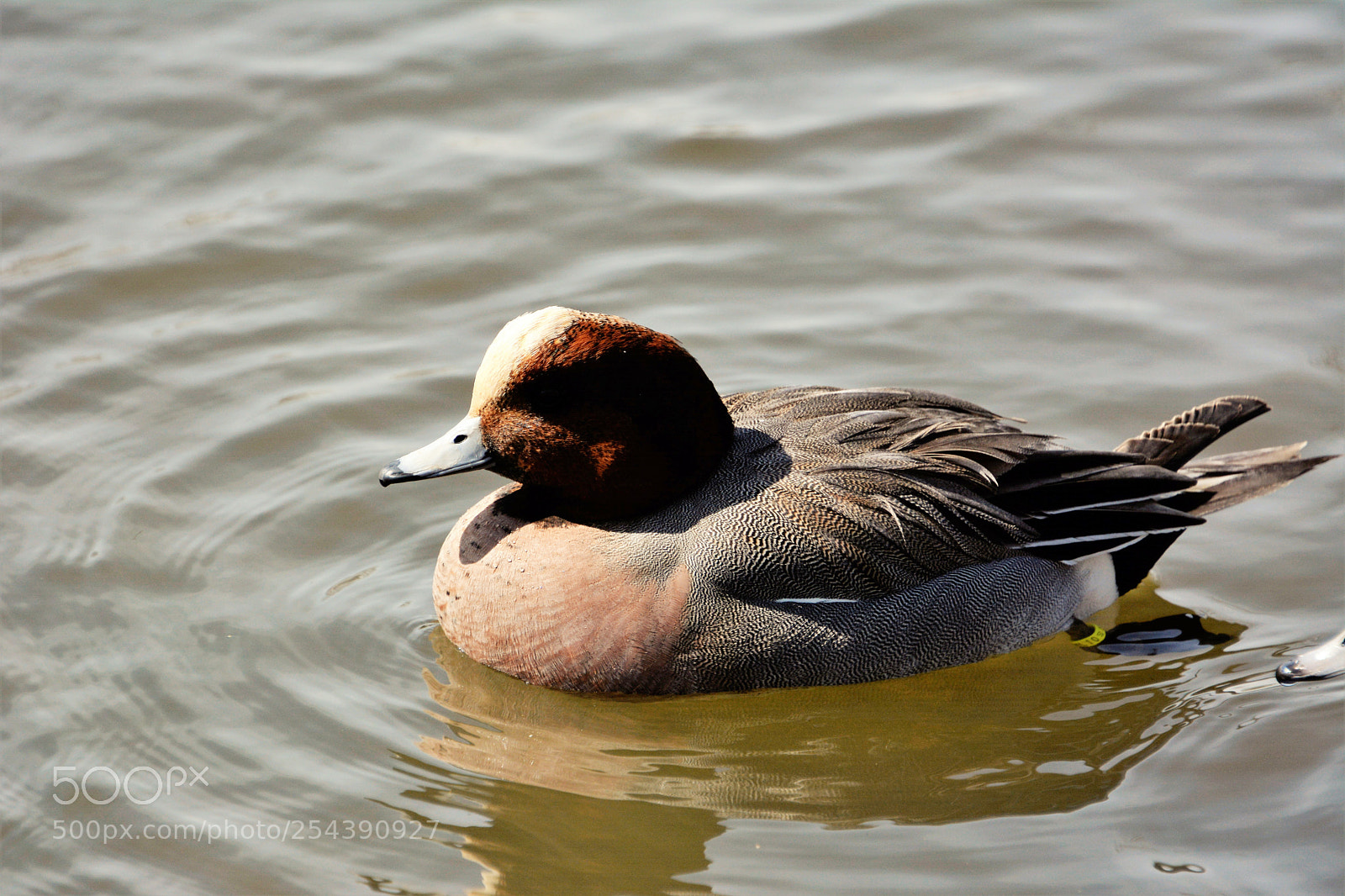 Nikon D7100 sample photo. Ferruginous duck photography