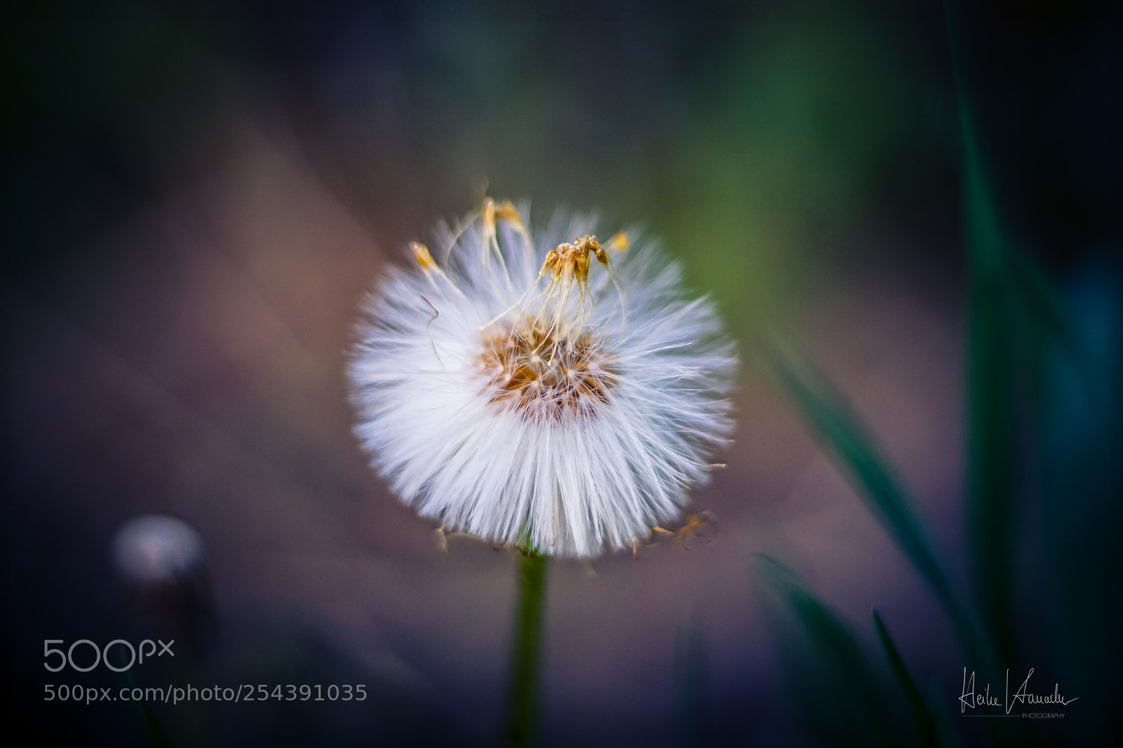 Sony a6000 sample photo. Pusteblume photography
