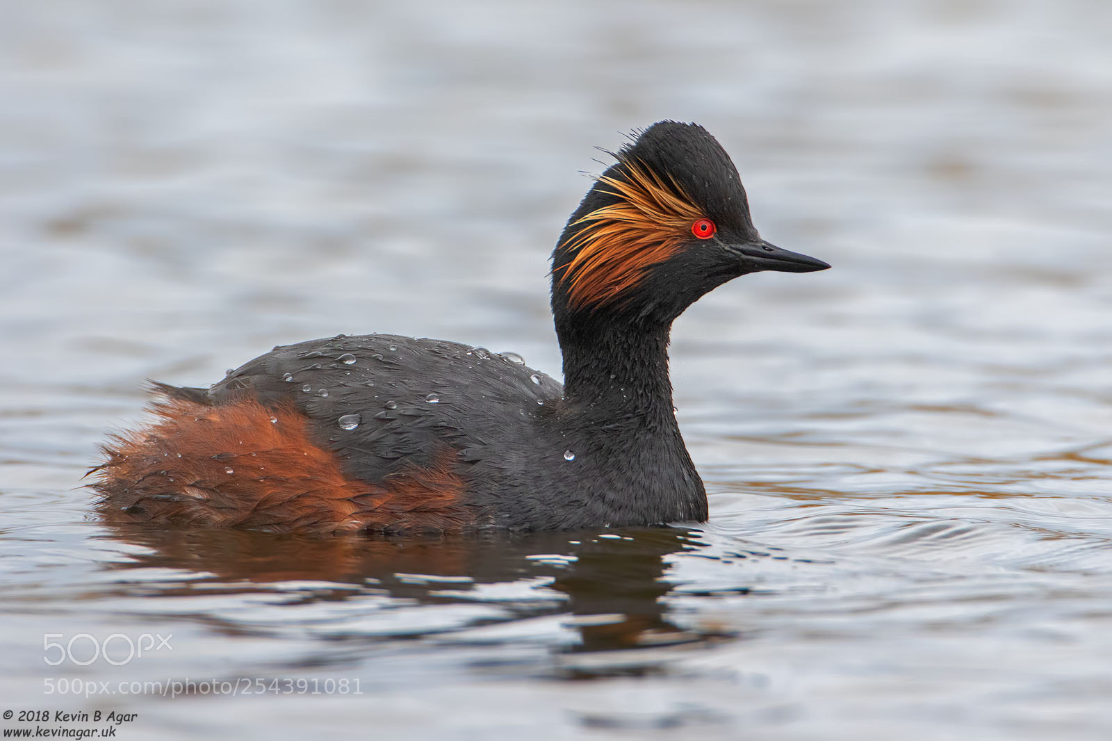 Canon EOS 7D Mark II sample photo. Black-necked grebe, podiceps nigricollis photography
