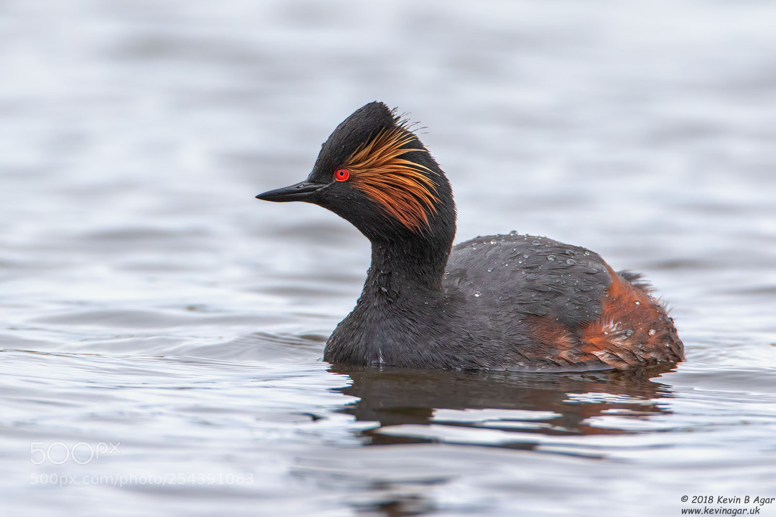 Canon EOS 7D Mark II sample photo. Black-necked grebe, podiceps nigricollis photography