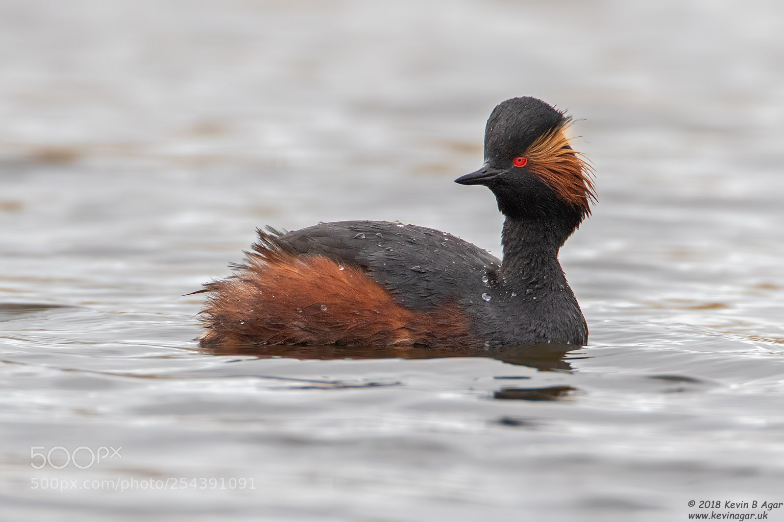 Canon EOS 7D Mark II sample photo. Black-necked grebe, podiceps nigricollis photography