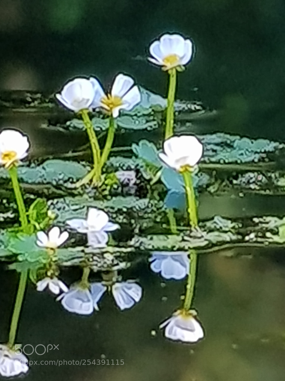 Samsung Galaxy S8 sample photo. Untitled photography