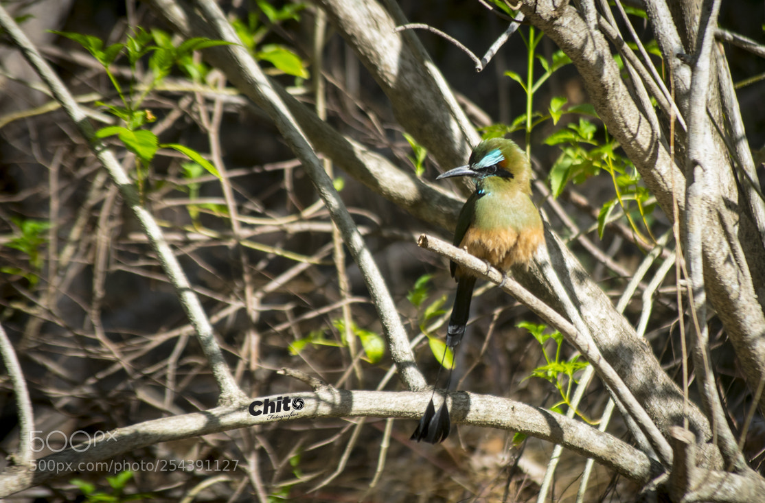 Nikon D5300 sample photo. Pajaro bobo photography
