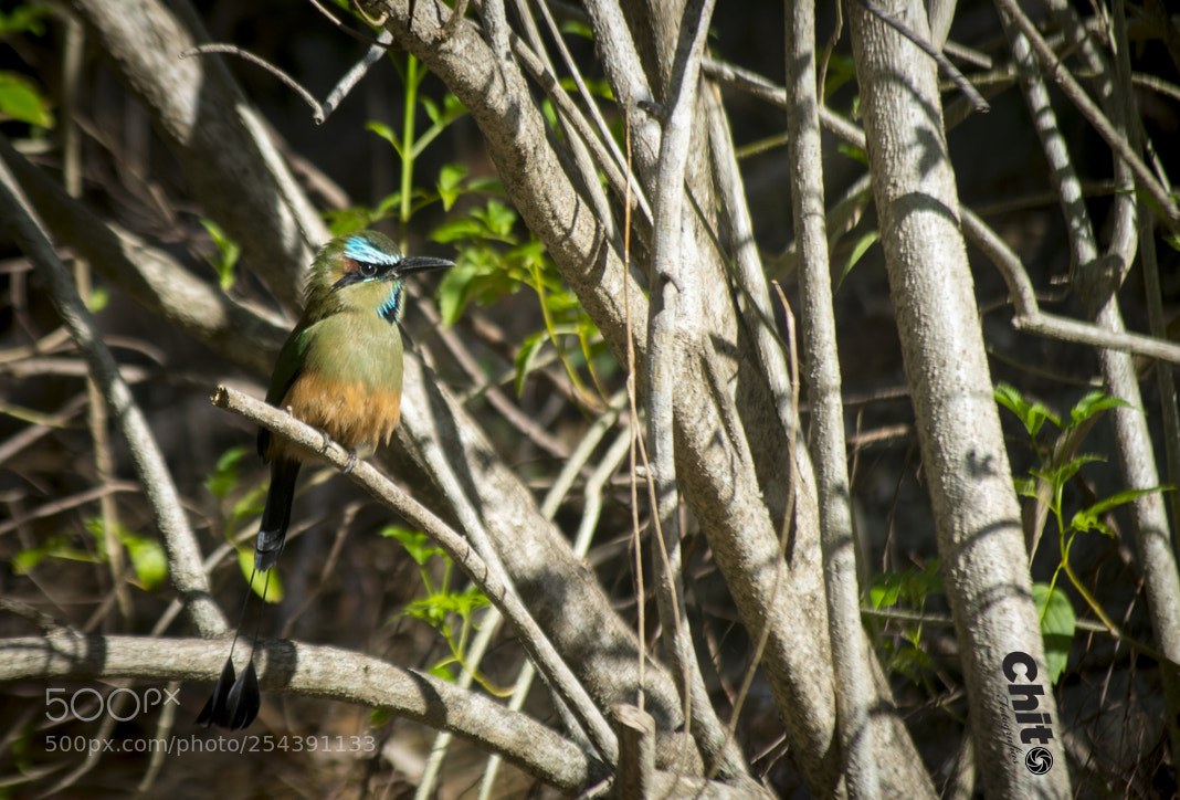 Nikon D5300 sample photo. Pajaro bobo photography