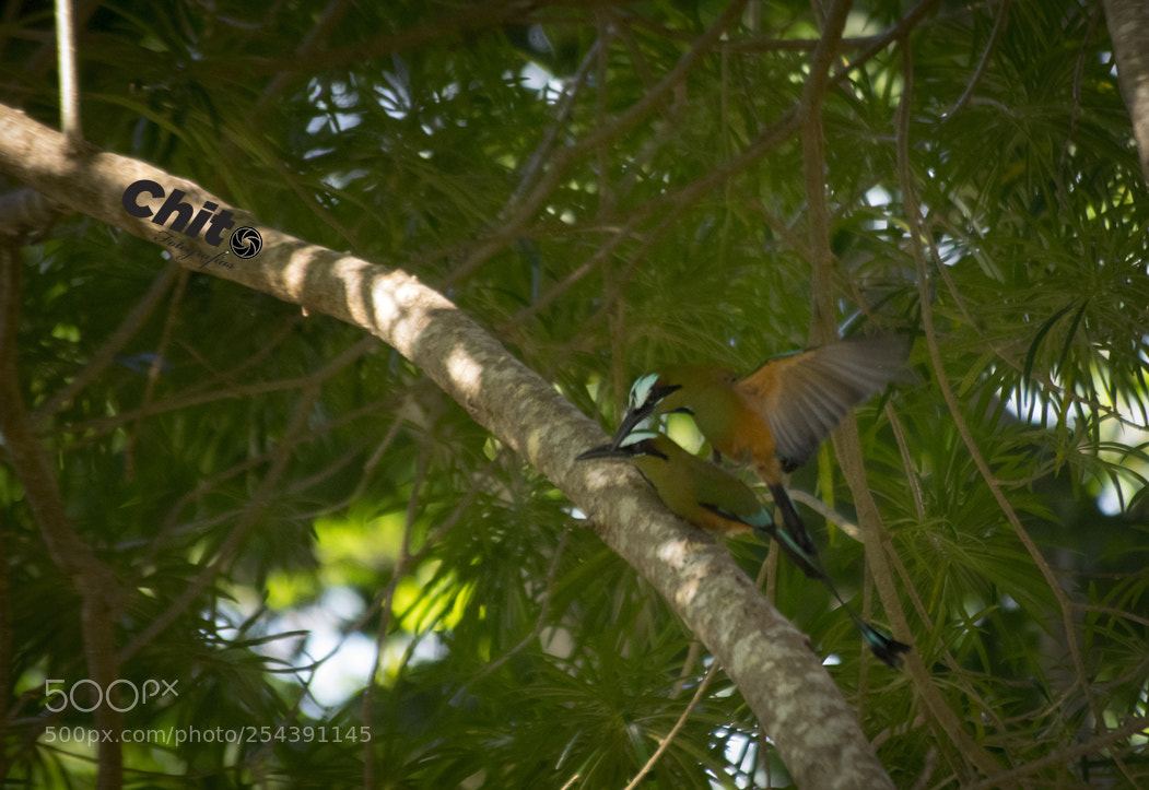 Nikon D5300 sample photo. Pajaro bobo photography