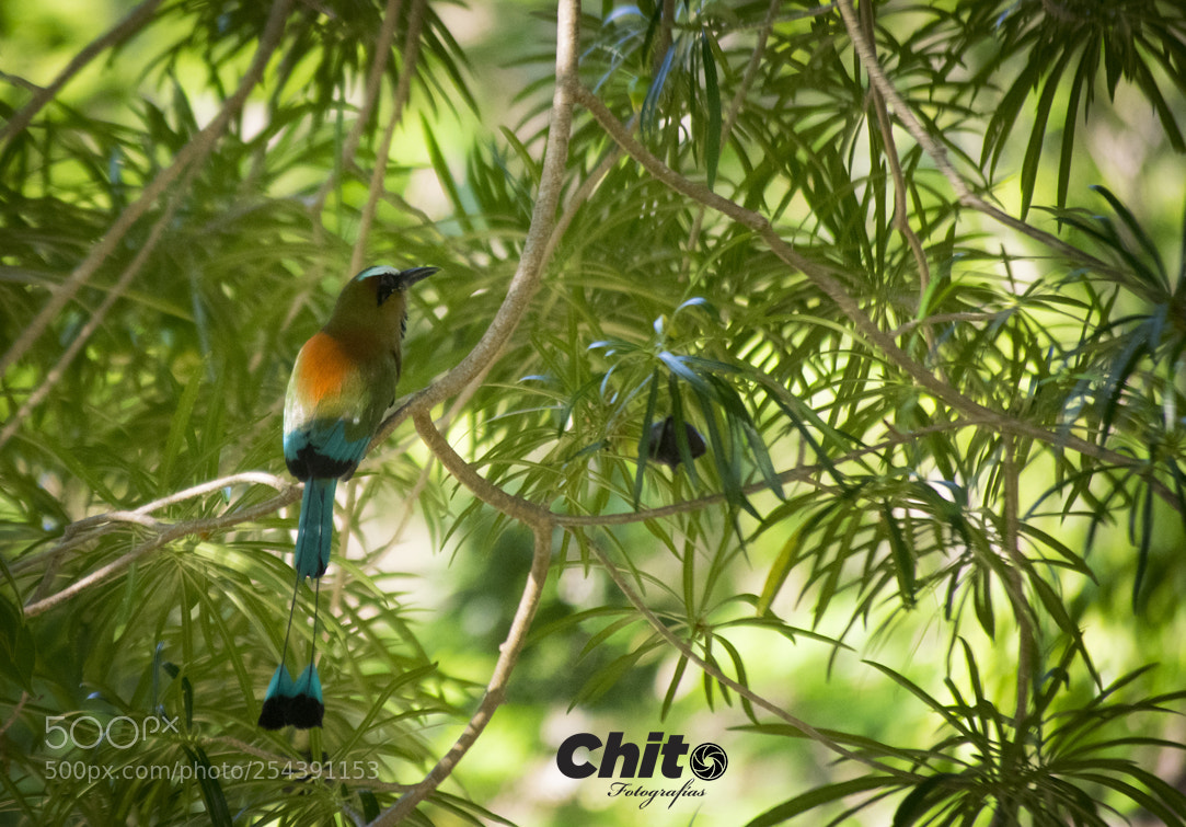 Nikon D5300 sample photo. Pajaro bobo photography