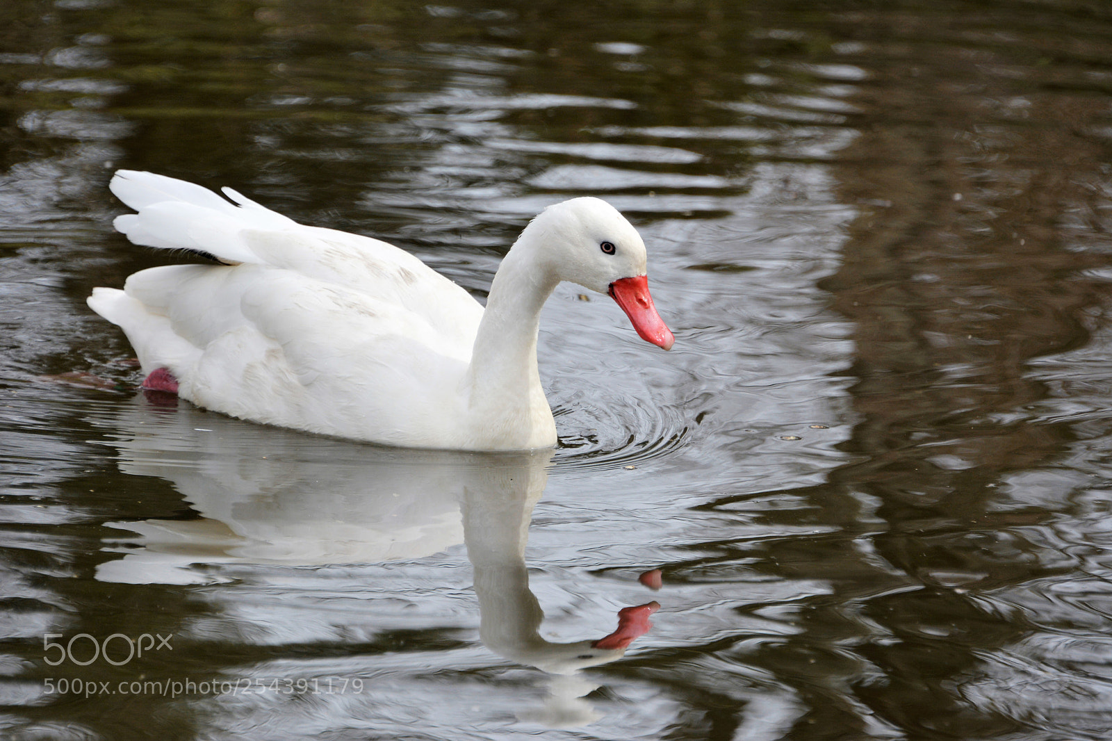 Nikon D7100 sample photo. Coscoroba swan photography