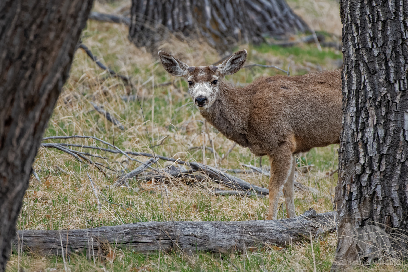 Nikon D850 + Sigma 150-600mm F5-6.3 DG OS HSM | S sample photo. Mule deer photography