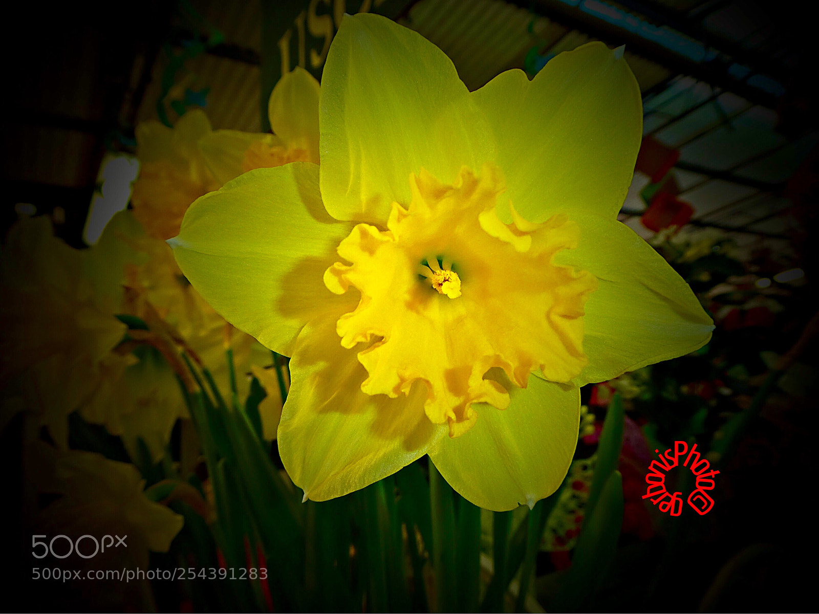 Panasonic Lumix DC-ZS70 (Lumix DC-TZ90) sample photo. A colorful yellow narcissus photography