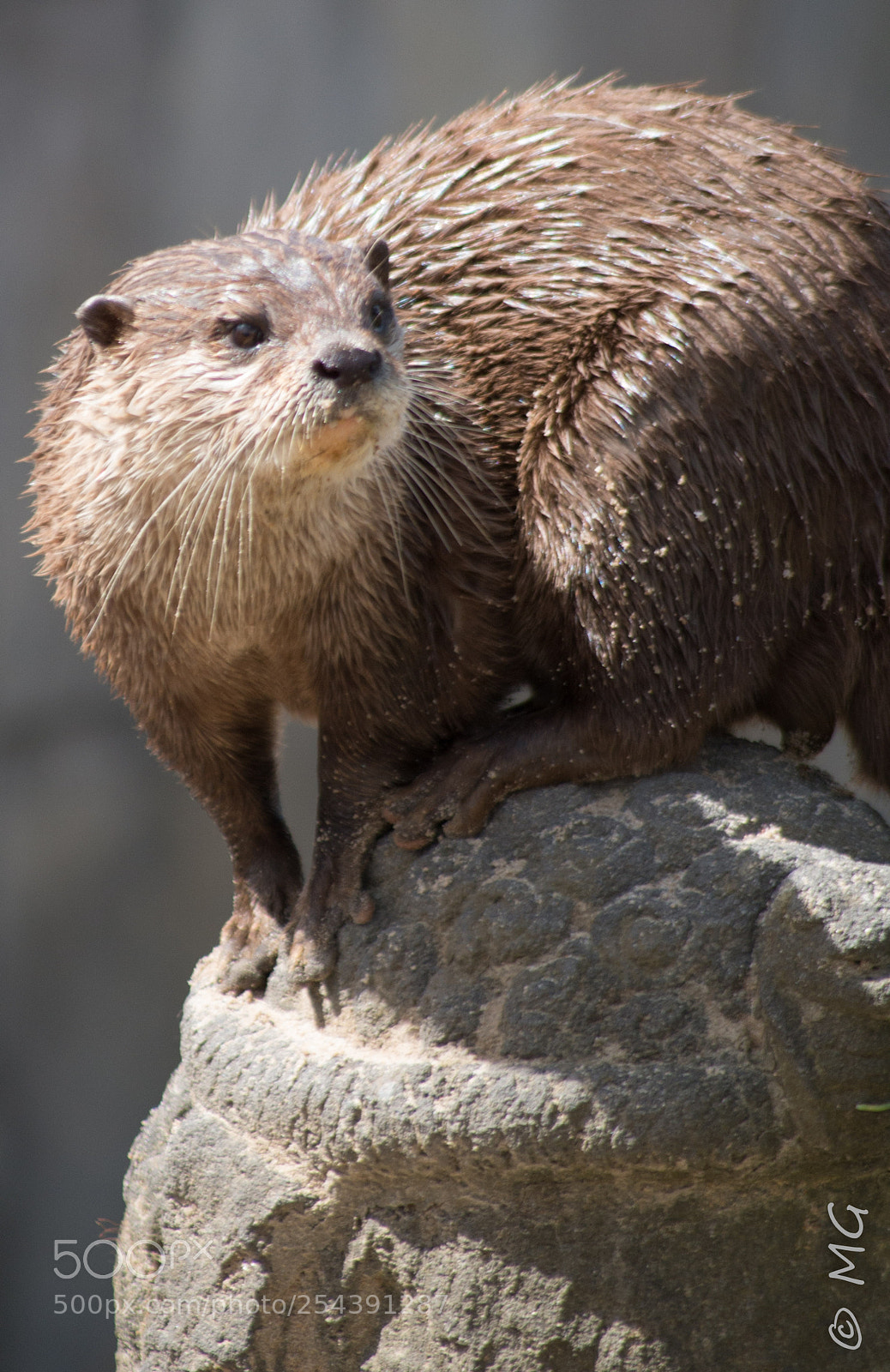 Pentax K-30 sample photo. Otter photography