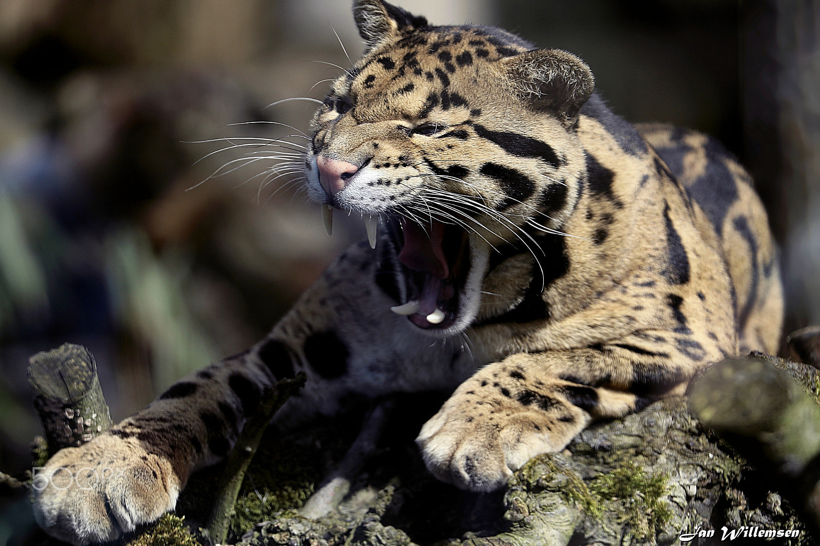 Canon EF 300mm F2.8L IS II USM sample photo. Clouded leopard photography