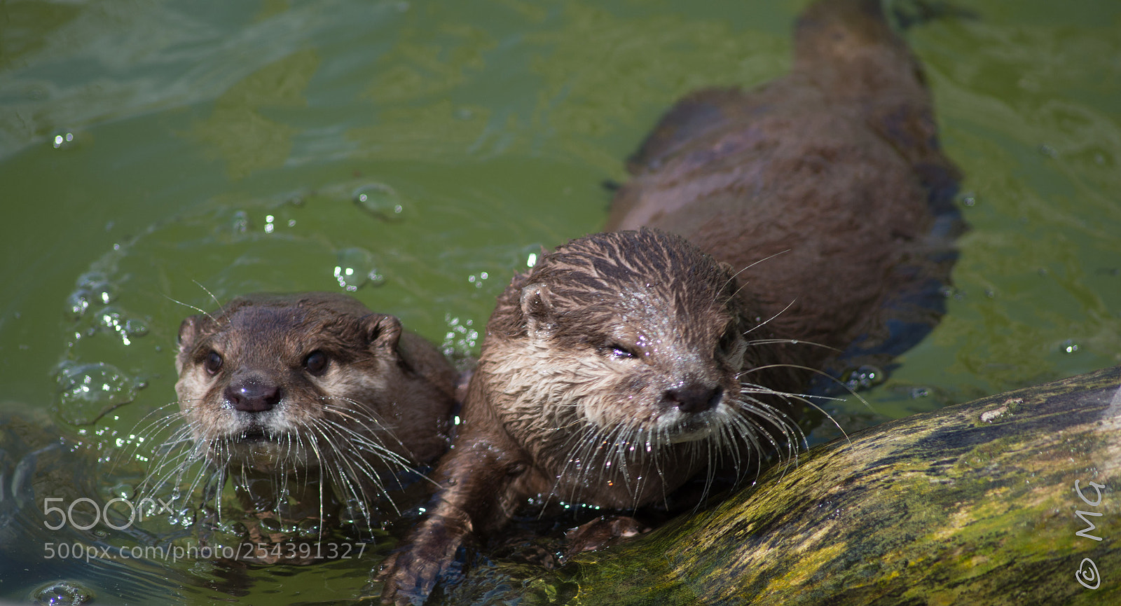 Pentax K-30 sample photo. Otters photography