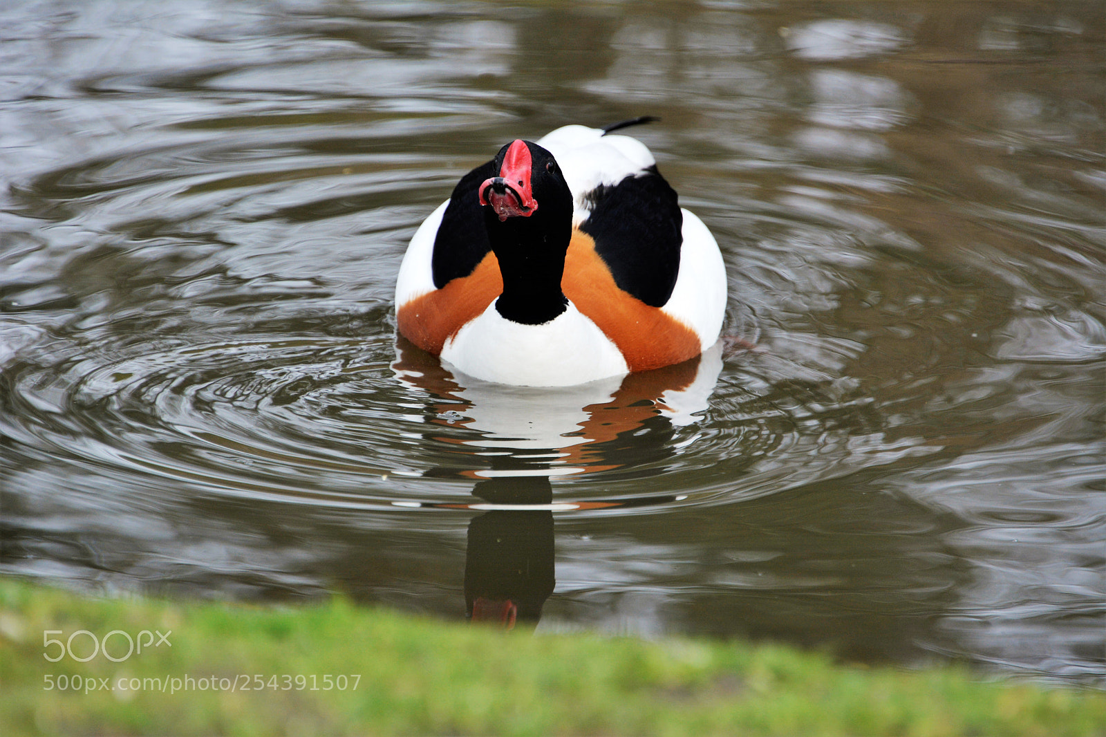 Nikon D7100 sample photo. Common shell duck photography