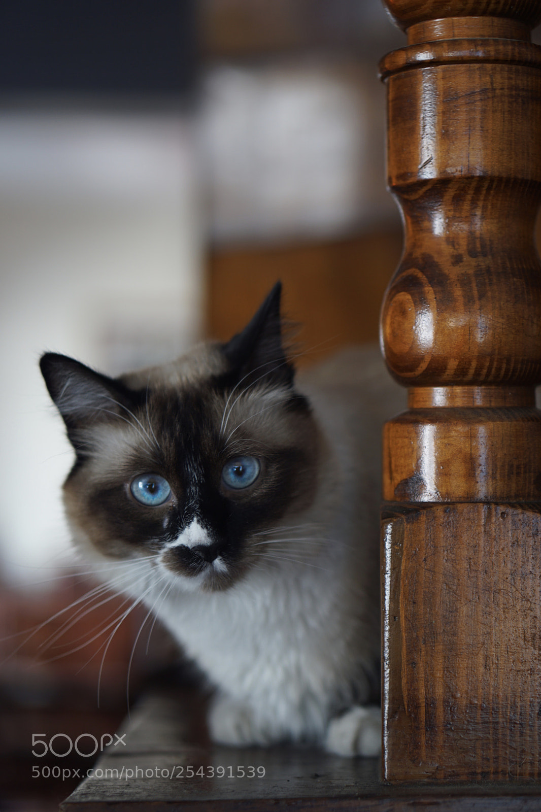 Sony a6000 sample photo. Kitty photography