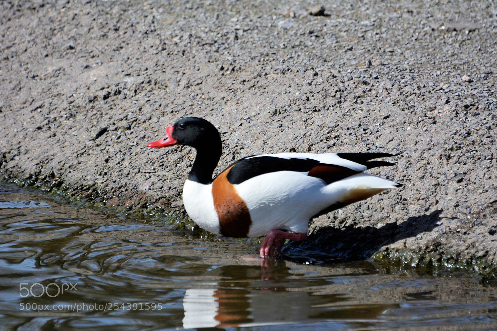 Nikon D7100 sample photo. Common shell duck photography